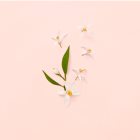 Gucci Bloom