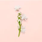 Gucci Bloom