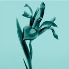 Tiffany &amp; Co. Tiffany &amp; Co. Intense