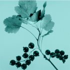 Tiffany &amp; Co. Tiffany &amp; Co. Sheer